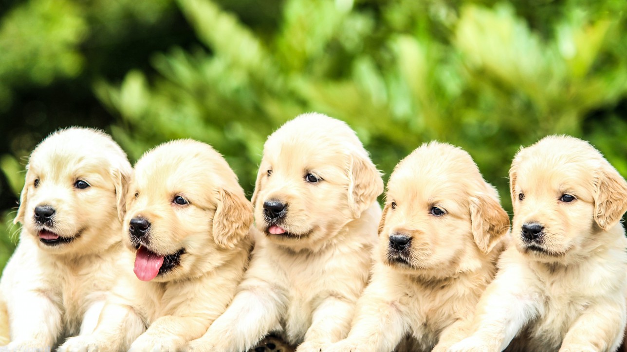 5 yellow lab puppies